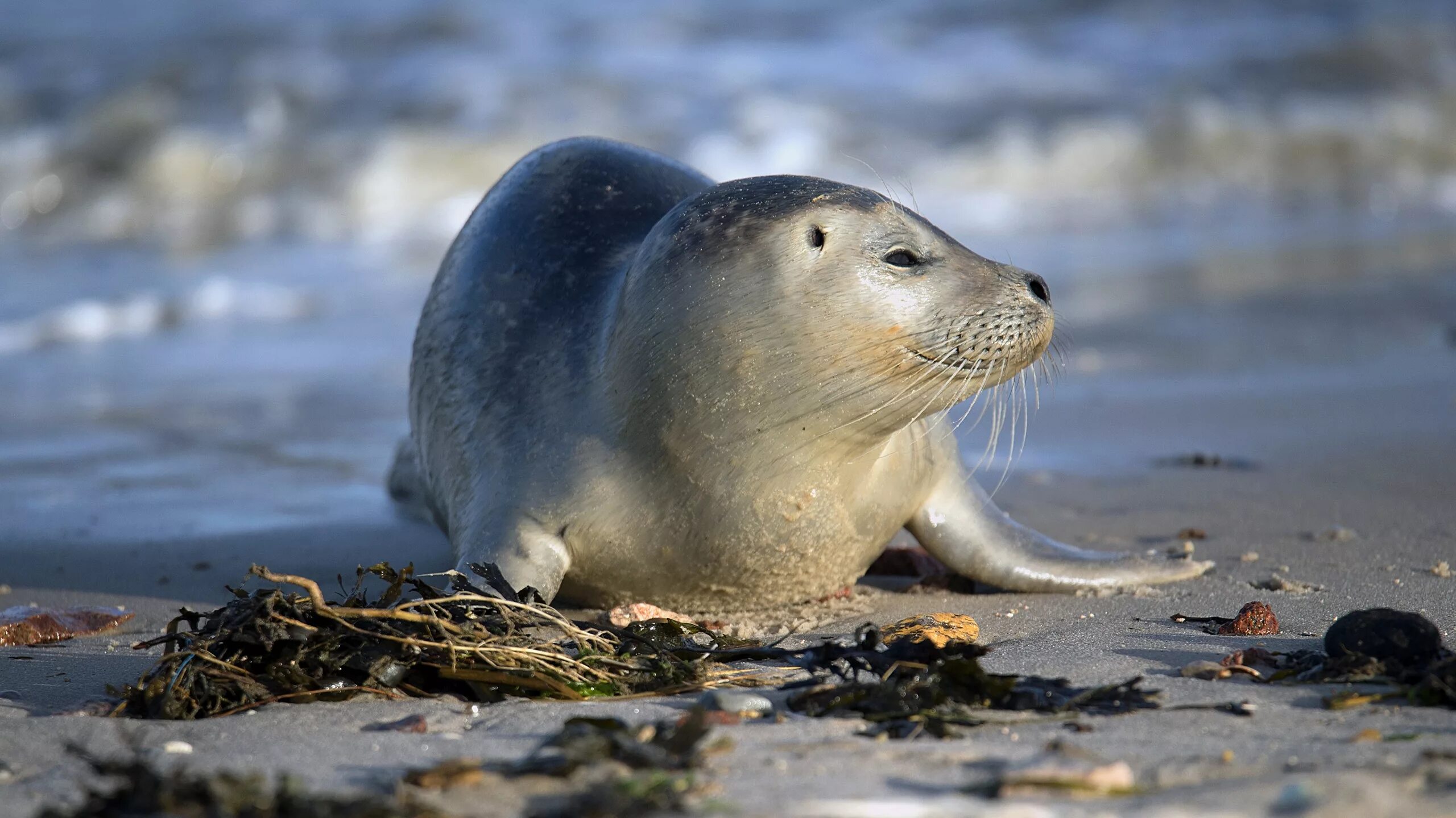 северные морские животные. нерпа арктическая. северные морские животные. морской заяц, лахтак (erignathus barbatus). ластоногие морской котик.