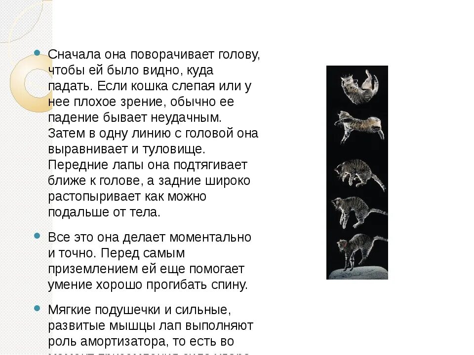 Кошка приземляется на 4 лапы. Почему кошки приземляются на лапы. почему коты всегда падают на лапы. почему кошки всегда приземляются на лапы. почему кошки приземляются на 4 лапы.