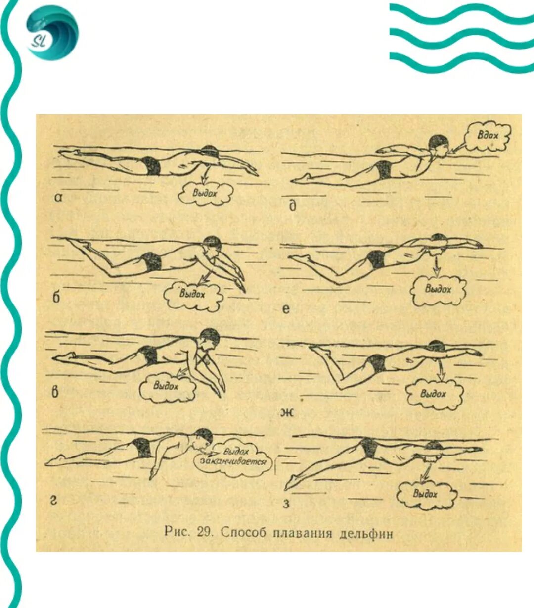 Как научиться плавать под. Техники плавания Баттерфляй. Стиль плавания Баттерфляй техника. Техника плавания: стиль Баттерфляй (Дельфин). Техники плавания брасс Кроль Баттерфляй.