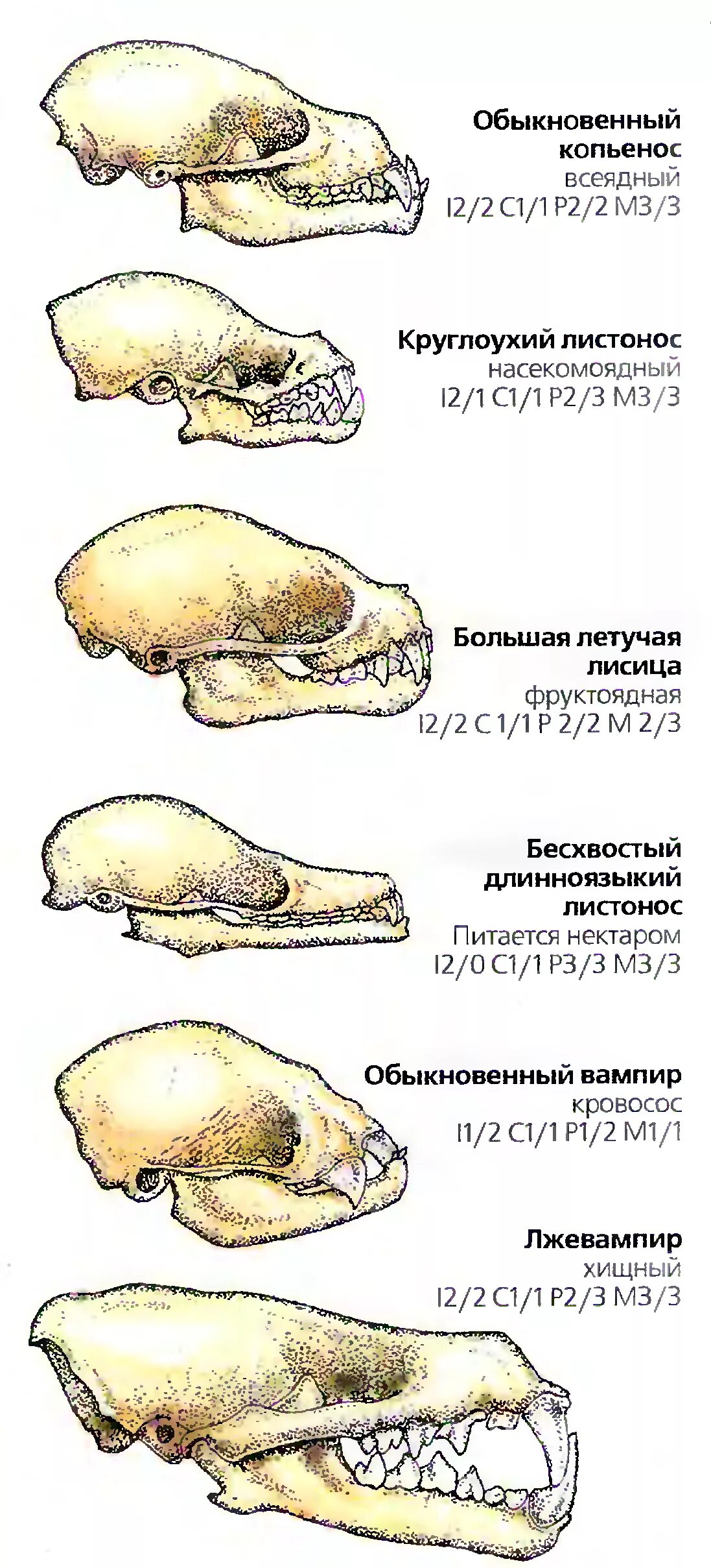 Зубная формула насекомоядных. Череп насекомоядных. Челюсть насекомоядных. Отряд Насекомоядные строение черепа. Череп насекомоядных млекопитающих.