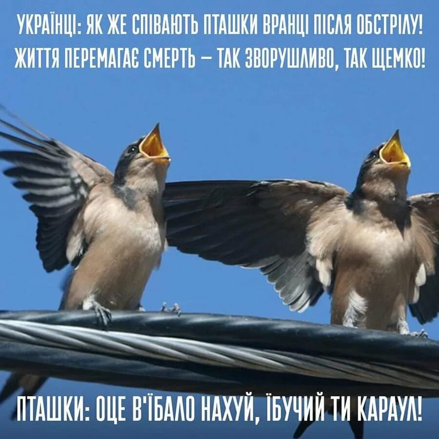 Sing bird перевод. Birds are chirping.