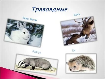 Слово хищный