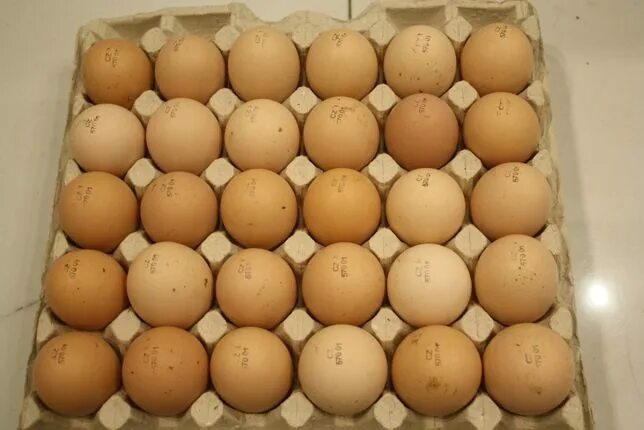Купить инкубационное яйцо брянская область. Инкубационное яйцо Росс 308 Чехия. Инкубационное яйцо бройлера Росс 308. Штампованное яйцо инкубационное бройлер Росс 308. Инкубационные яйца Росс 308 торговой марки орралар.