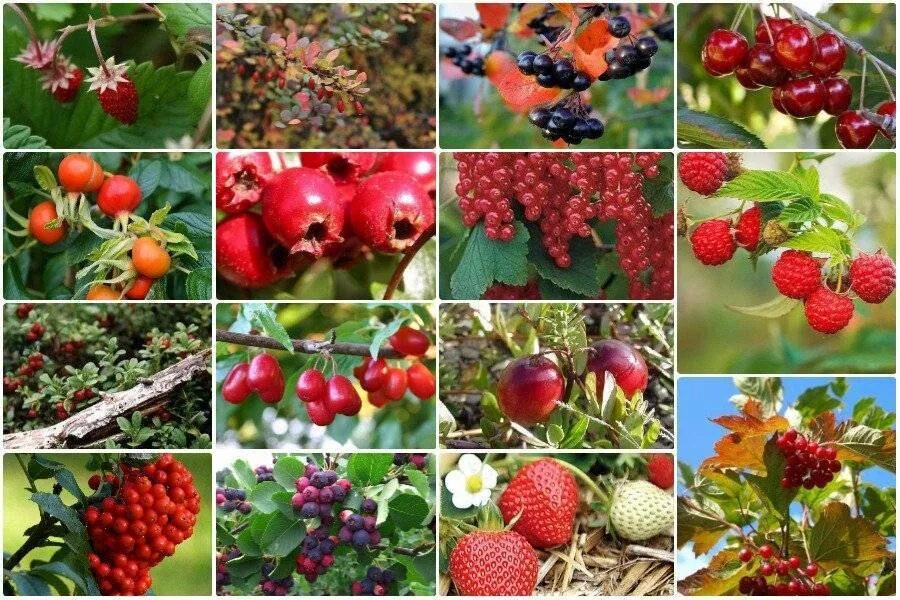 Сорта плодово ягодные культур. Плодово ягодные деревья. Ягоды в саду. Ягодные культуры. Саженцы плодово ягодных культур.
