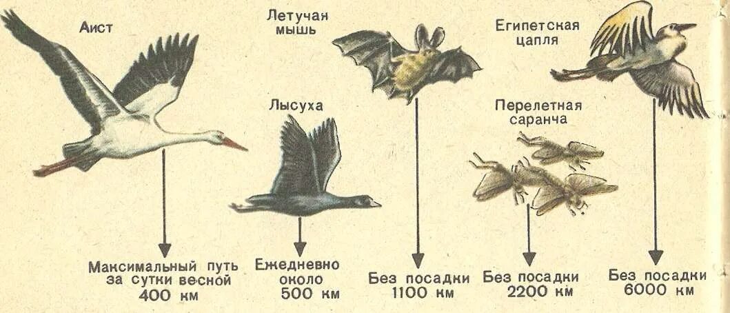 Скорость птиц. Карта перелета птиц. Перелетные пути птиц. Карта миграции перелетных птиц. Скорость полета гуся