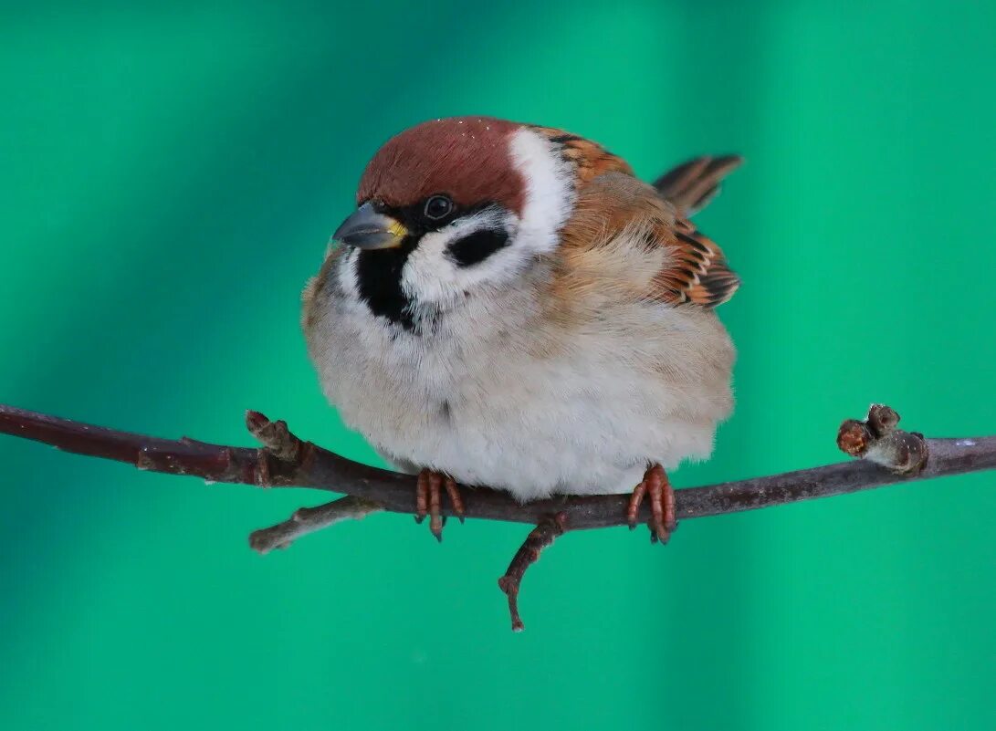 тукан ареал. крупный воробей 6 букв сканворд. Passer domesticus). домовый воробей. лицо воробья.