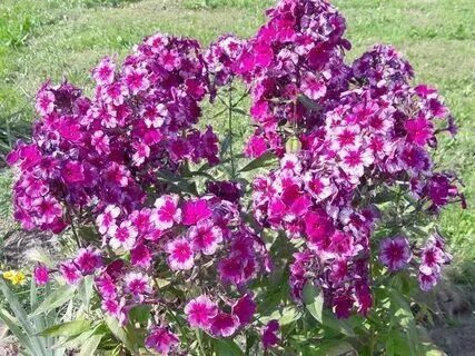 Флокс дракон фото. Флокс дракон отзывы. Флокс дракон отзывы. Флокс метельчатый "российская селекция" дракон. Флокс дракон фото.