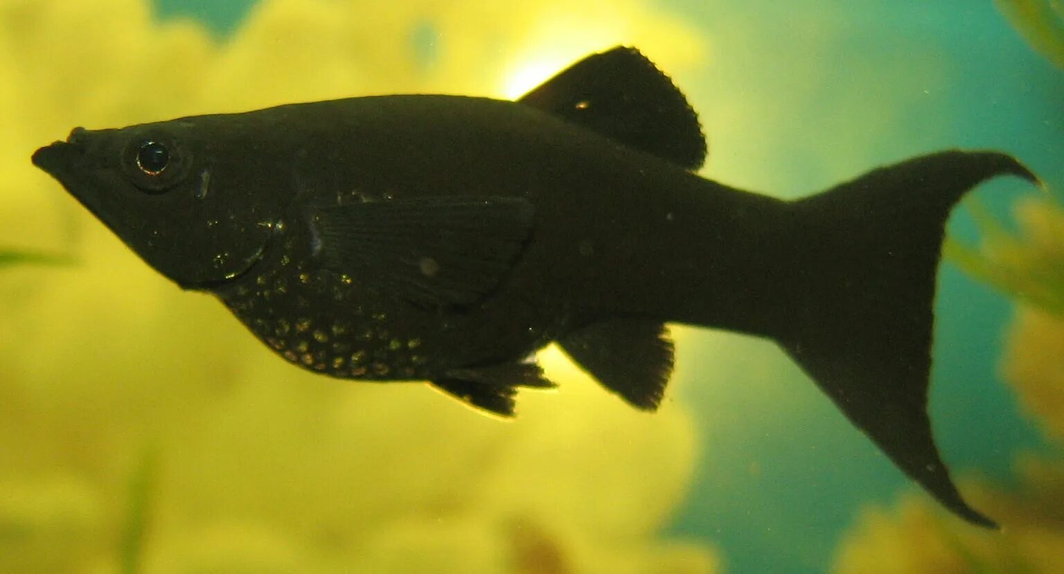 Моллинезия отличить самку. Моллинезия сфенопс черно-Золотая. Моллинезия аквариумная рыбка. Аквариумная рыбка Моллинезия черная. Моллинезия черный бархат.