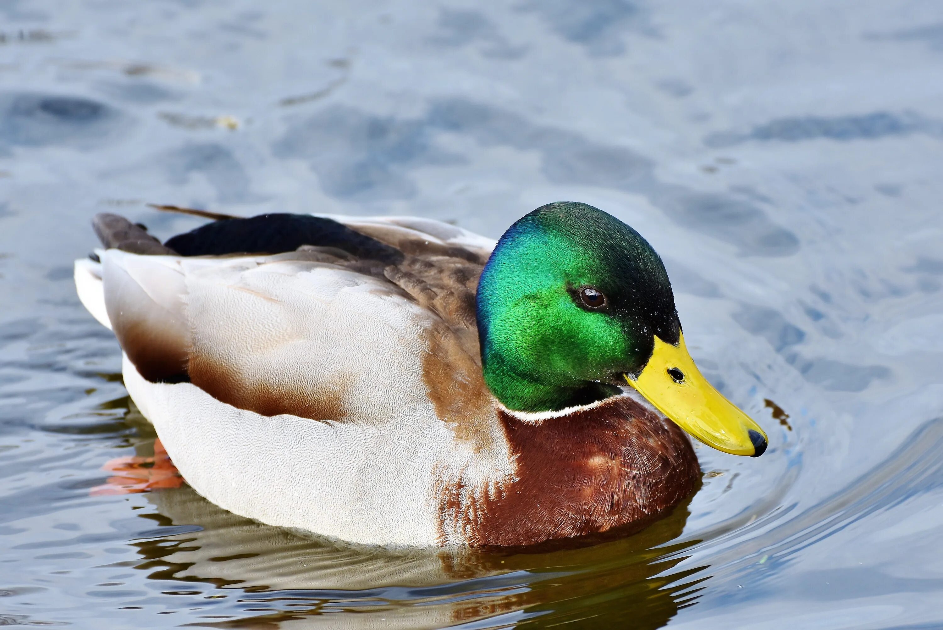 Old ducks