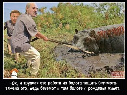 Из болота тащить