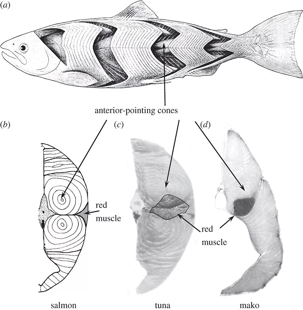 Мышцы рыбы. Мышечная система костных рыб. Мышцы рыбы. Мышечная система костных рыб. Мышцы рыбы.