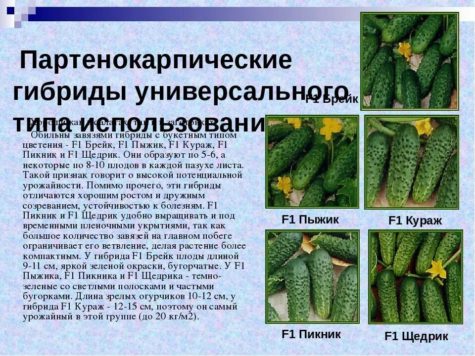 Огурцы партенокарпические сорта для открытого грунта. Партенокарпический сорт огурцов что это означает. партенокарпический сорт огурцов что это. партенокарпический гибрид. партенокарпические плоды.