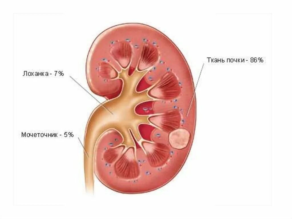 Лоханка где. Чашечки и лоханки почки. Почка почечная лоханка. Почечная чашечка почечная лоханка. Почки и почечная лоханк.