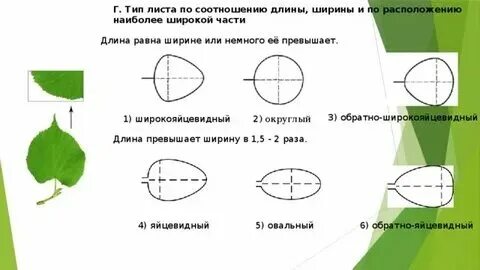 Измерение ширины листьев. Измерение ширины листьев