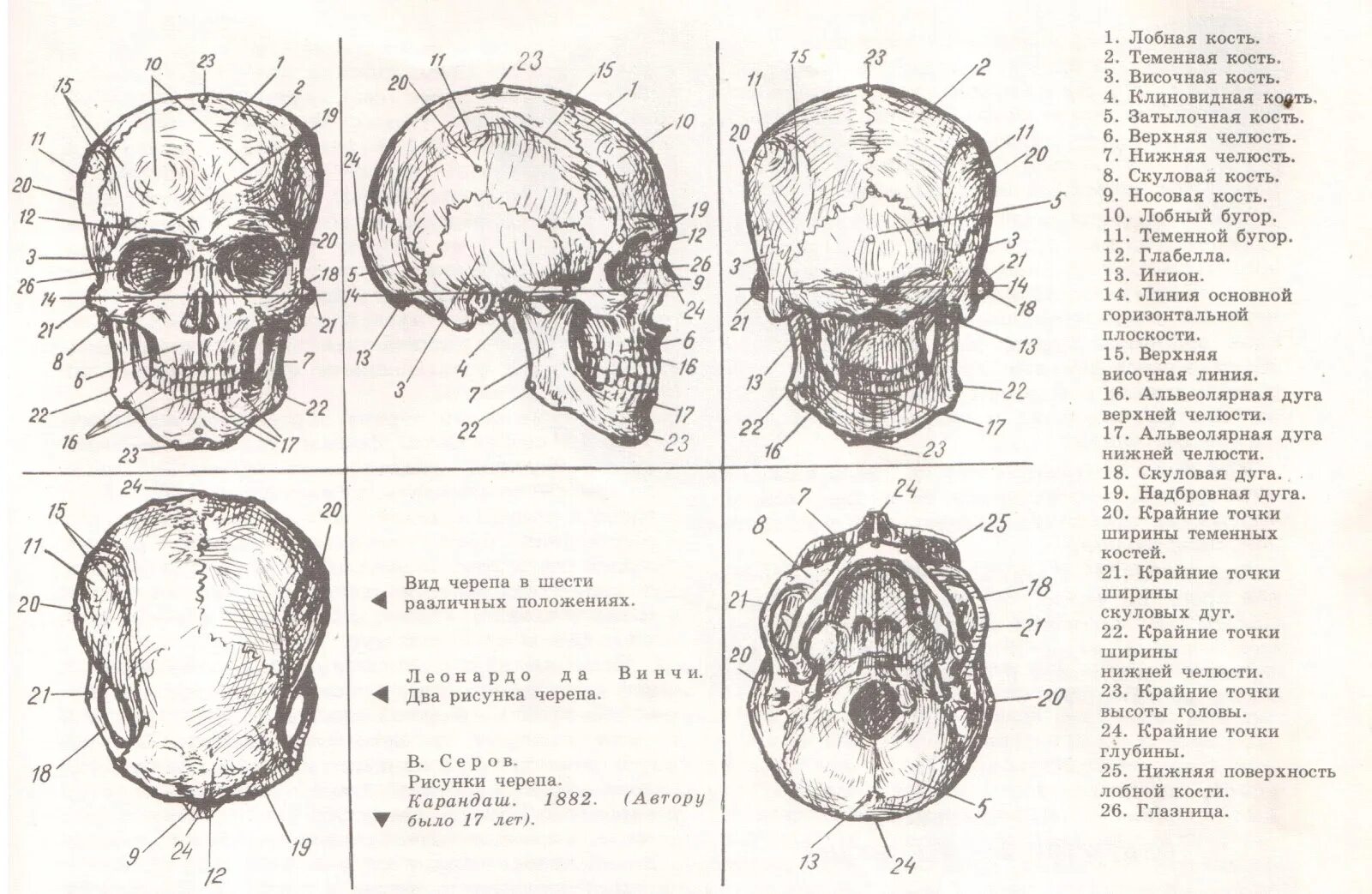 Соединение между лобной и теменной костями. Строение черепа спереди и сбоку. Череп спереди схема. Строение черепа вид сбоку. Череп вид спереди и сбоку анатомия.