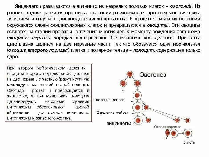 Созревание полярных телец. Этапы формирования яйцеклетки. Стадии формирования яйцеклетки. Фазы развития яйцеклетки. Стадии развития яйцеклетки.