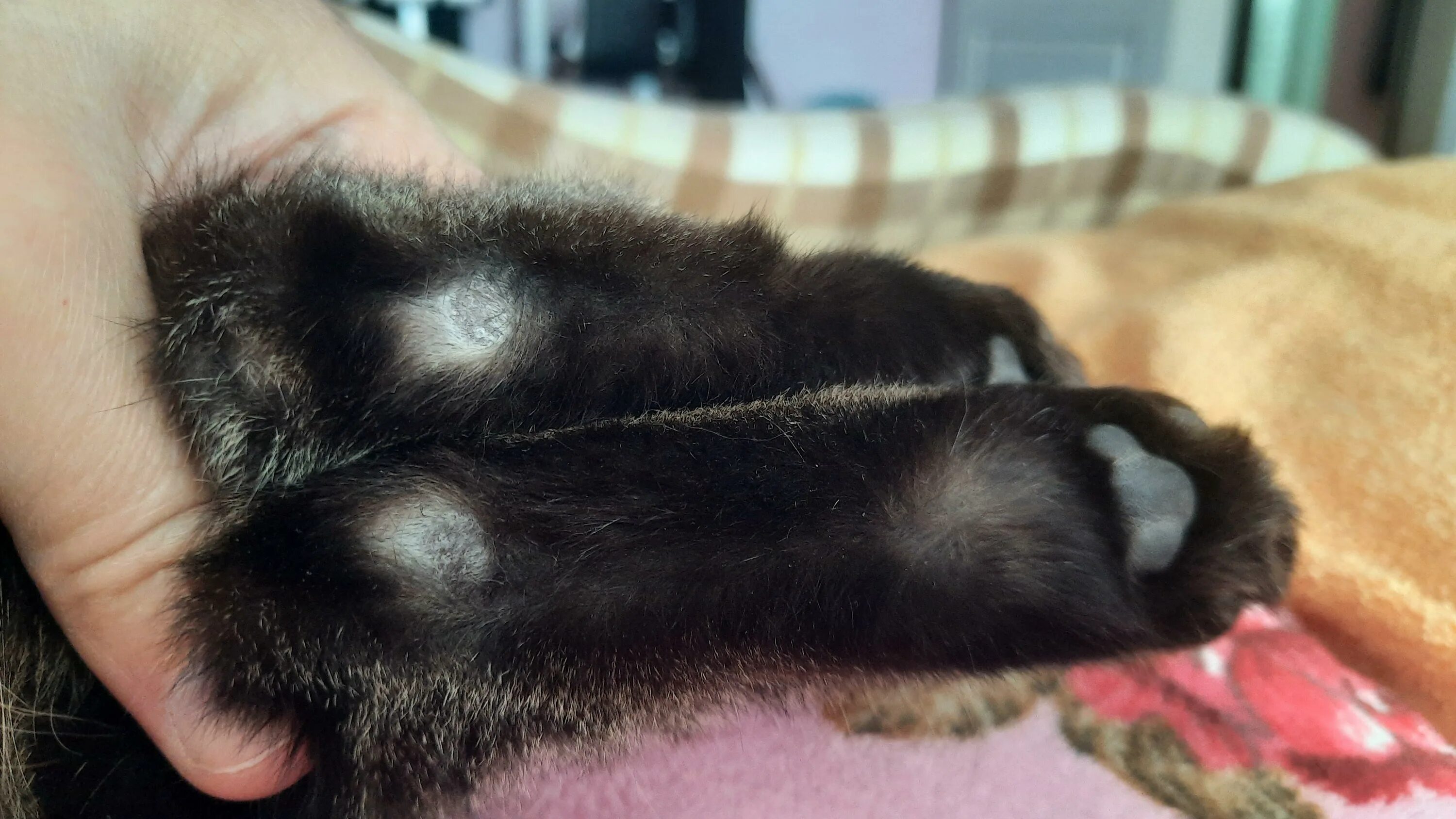 У кота на задних лапах залысины. У кота на задних лапах залысины