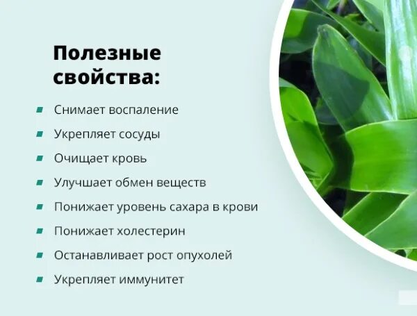 Домашние цветы золотой ус. Золотой ус цветок. Рецепт из золотого уса. Домашние растения золотой ус. Золотой ус растение настойка.