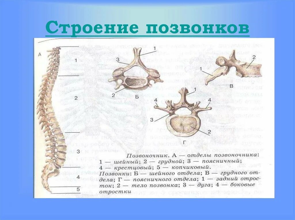 Позвонки. Строение кости позвоночника поясничный отдел. Строение позвонка человека анатомия. Позвонки из разных отделов позвоночного столба. Общая схема строения позвонка.