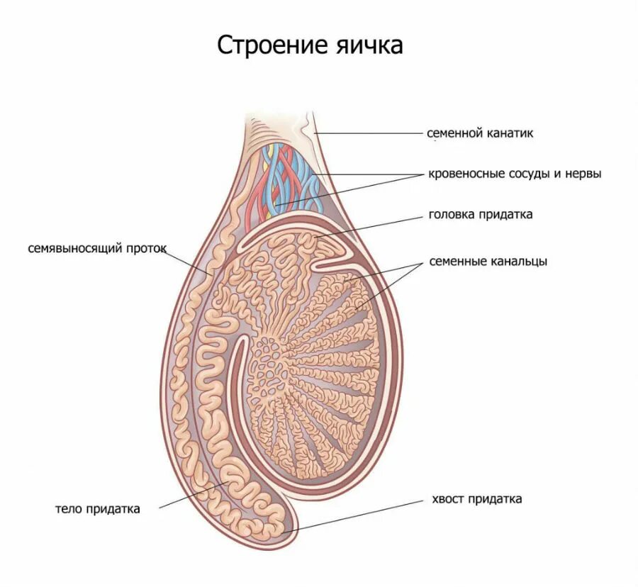 Семенной канатик анатомия. Яичко мужская система анатомия. Придаток яичка анатомия строение. Яичко мужское анатомия строение. Строение семенника анатомия.