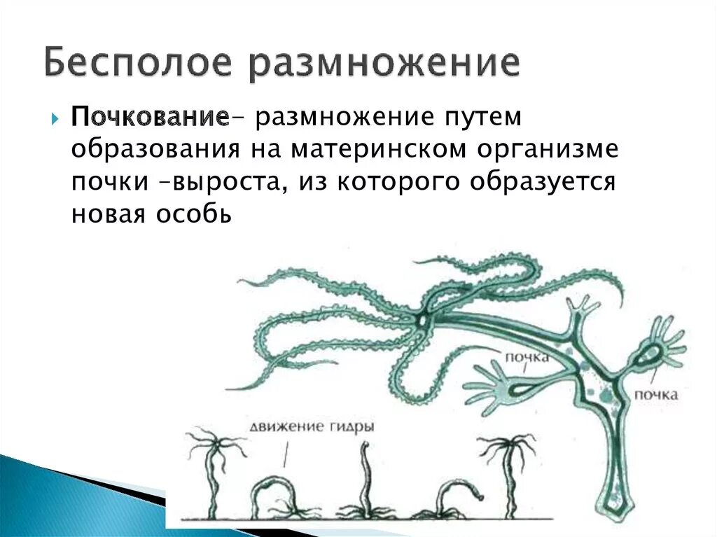 Почкование бесполое размножение. Формы бесполого размножения почкование. Почкование бесполое размножение схема. Бесполое размножение это в биологии кратко. Пресноводная гидра размножается