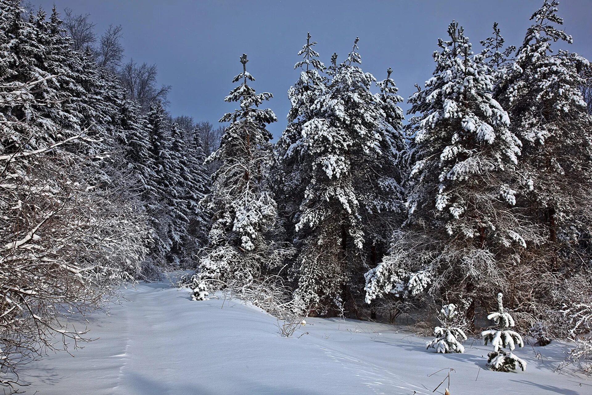 Зимний лес зимой. Зимний лес. Зимой в лесу. Зимний еловый лес. Хвойный лес зимой.