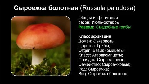 Сыроежки по составу