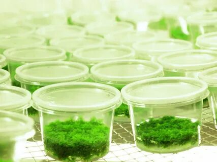 In vitro