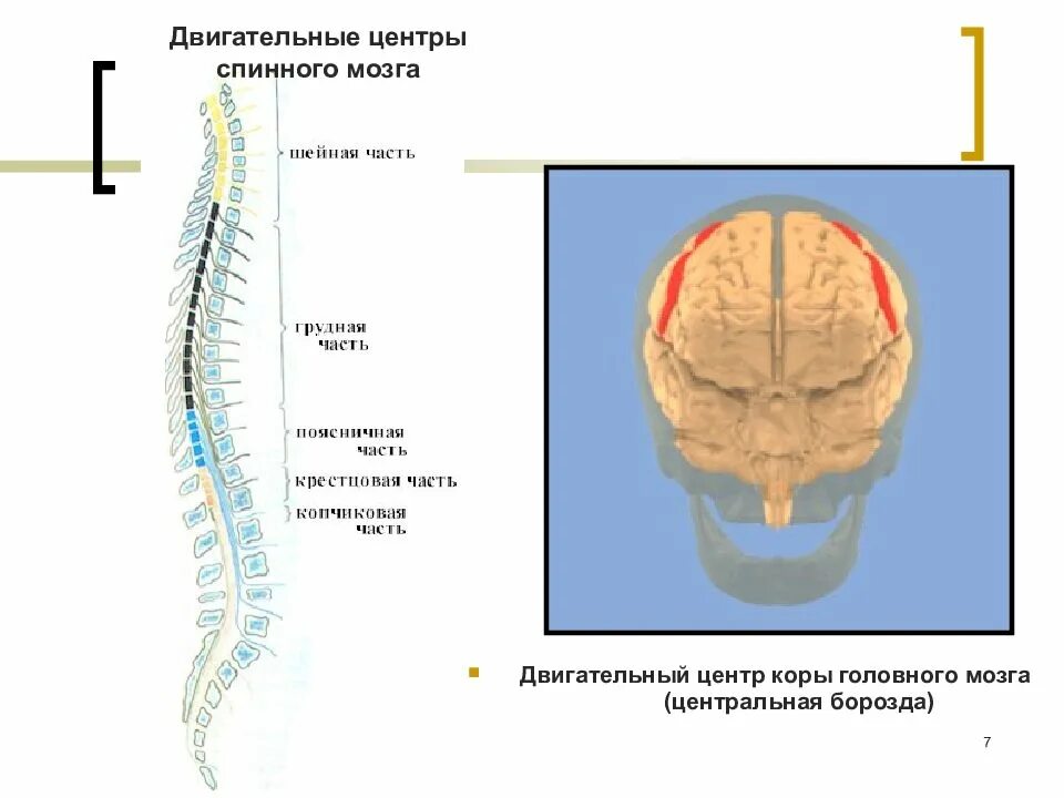 Двигательные системы спинного мозга. Двигательные центры спинного мозга. Моторные центры спинного мозга. Двигательные центры спинного мозга расположены в.