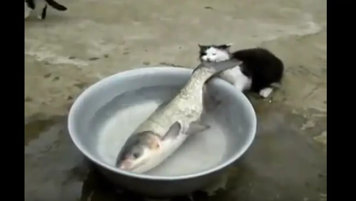 Новые бесплатные видео. Кот тащит рыбу. Смешные видеоролики про животных. Смешные роли животных. Смешные ролики про животных.