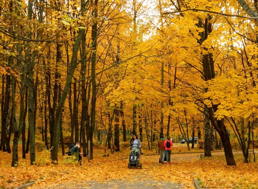 Где сейчас осень. Золотая осень в парке Трубчевск. Осень октябрь. Житомир парк осень. Фотографии осенью.