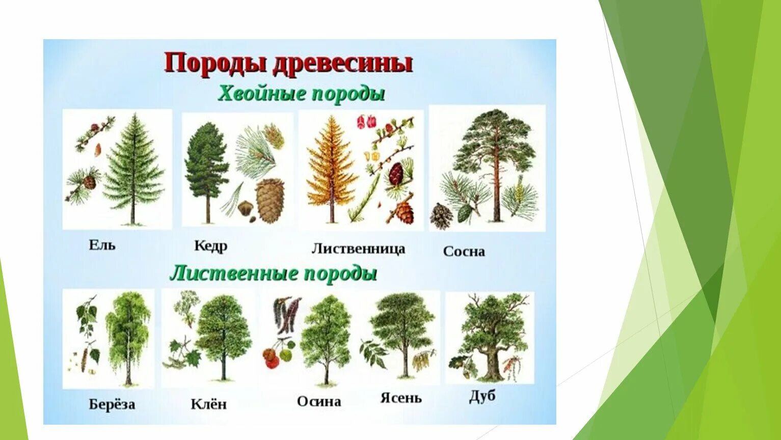 Осина пихта сосна. Ольха пихта лиственница. ель сосна кедровая сосна пихта лиственница. ель сосна кедр лиственница. лиственные деревья названия с картинками.