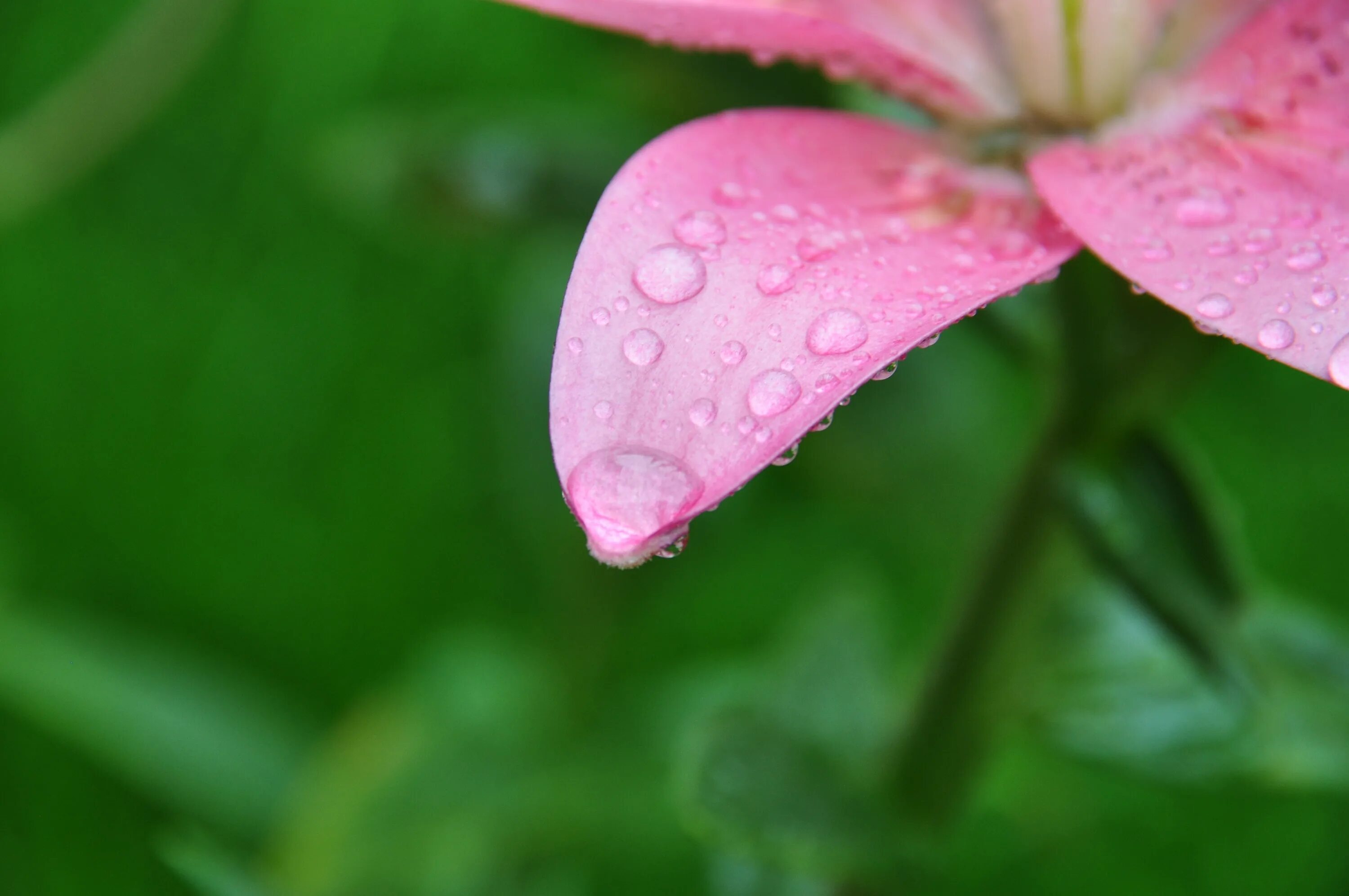 Green blossom. Четкая картинка растение.