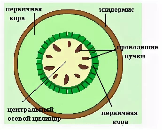 Центральный цилиндр корня. Центральный цилиндр у растений это. Строение центрального цилиндра корня. Центральный осевой цилиндр.