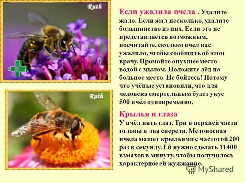 Текст про пчел. Интересные факты отпчелах. Интересные сведения о пчелах. Важные факты о пчелах. Интересное о пчелах для детей.