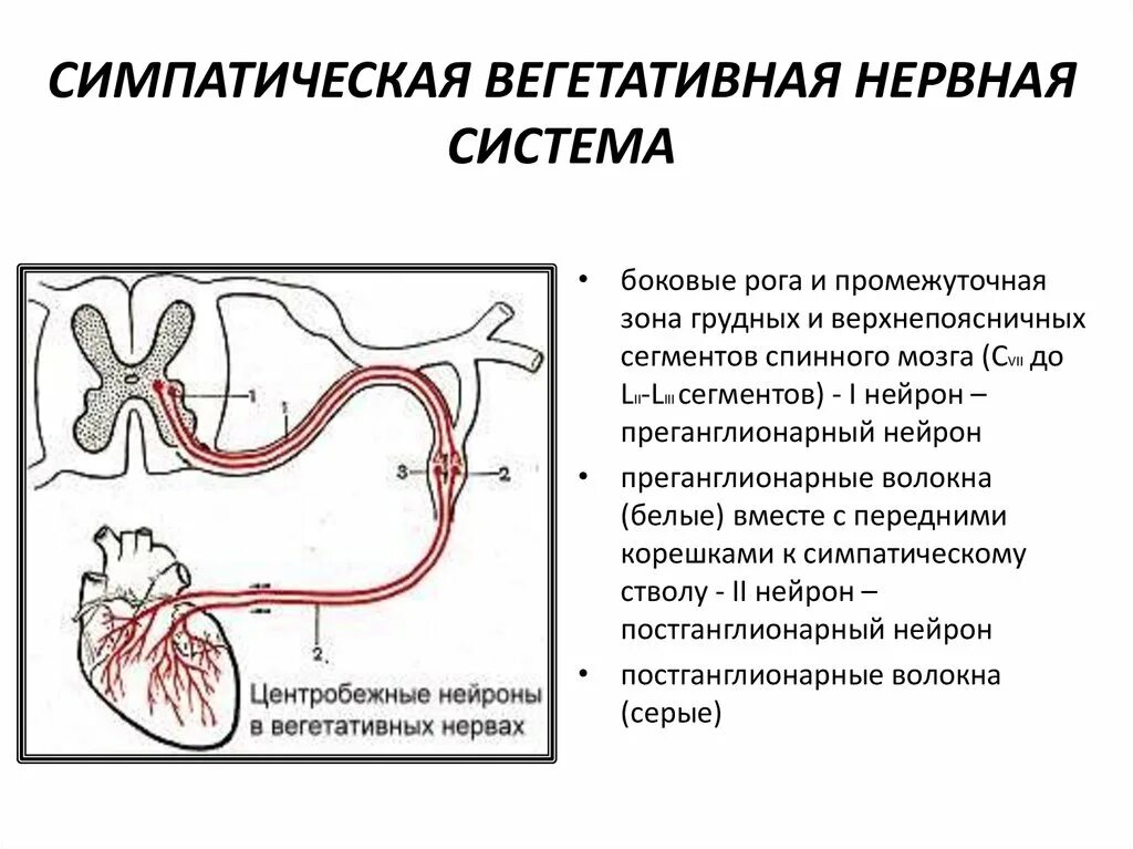 Работа симпатического нерва. Схема строения вегетативной нервной системы. Симпатическая часть вегетативной нервной системы схема. Строение симпатической системы ВНС. Вегетативная часть нервной системы (схема).