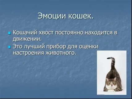 Зачем кошке хвост