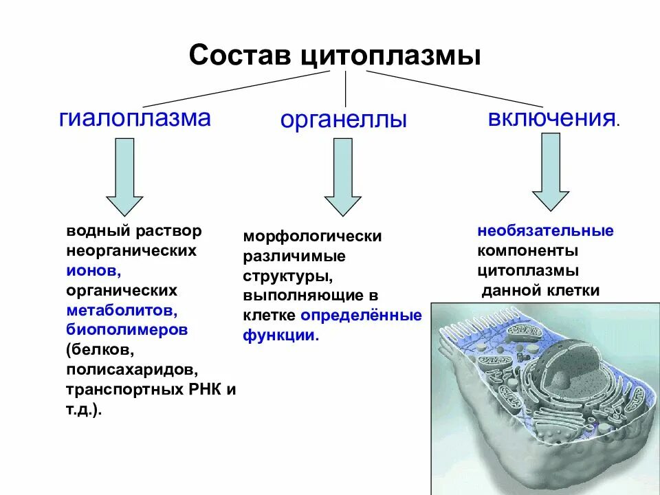 Физическое состояние клетки. Структура цитоплазмы схема. Функции  основных компонентов клетки цитоплазмы. Компоненты, входящие в состав цитоплазмы. Структурные компоненты цитоплазмы клетки.