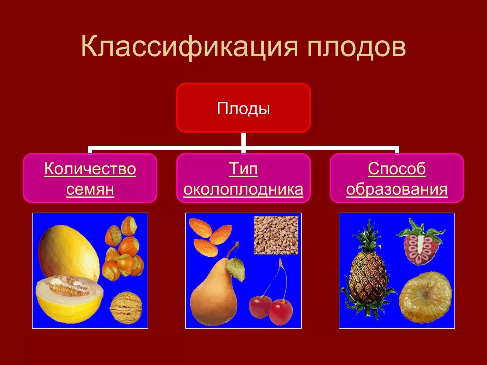 Из которого впоследствии образуются плоды с семенами. Классификация плодов. Плоды классификация плодов. Классификация плодов и семян. Классификация плодов по типу околоплодника.