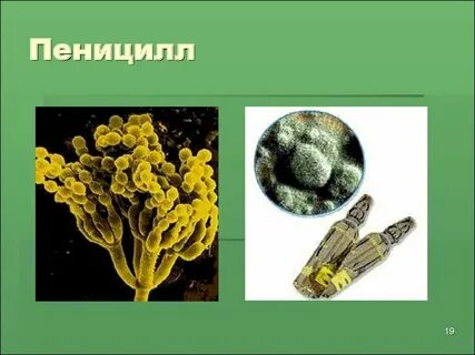 Пеницилл дрожжи