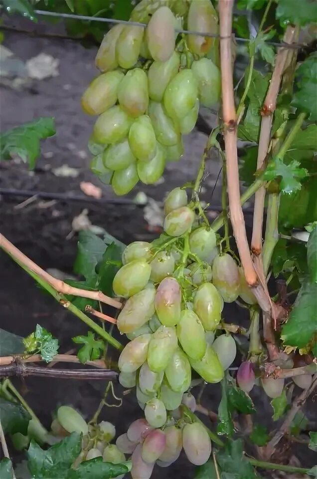 Виноград кишмиш лоза. Пламя сорт винограда. Марсан сорт винограда. Андалузия сорт винограда. Пламя сорт винограда.