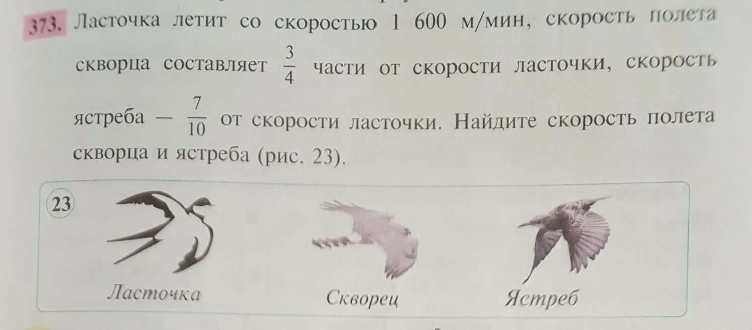 Скорость ласточки. Скорость полета ласточки. Ласточка какая скорость. Скорость полета ласточки и стрижа.