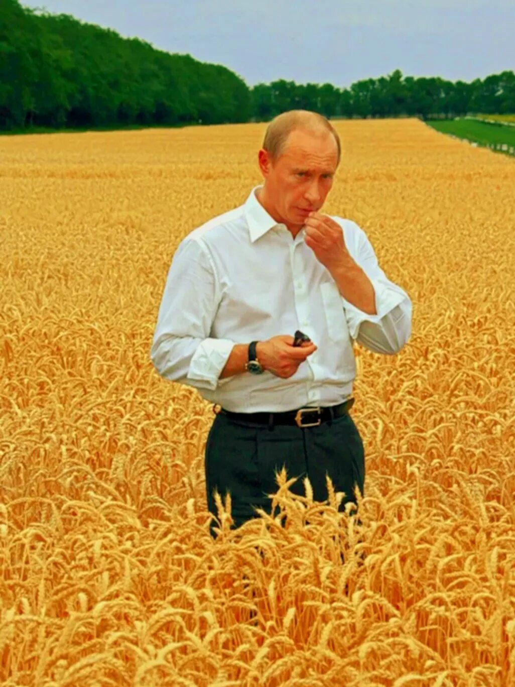 Путинин в пшеничном поле.