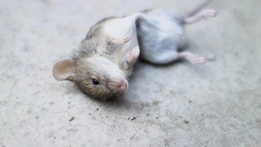 Gray mouse. Люди серые мышки. Маленькая серенькая мышка. Три серых серых мышки. Белая крыса.