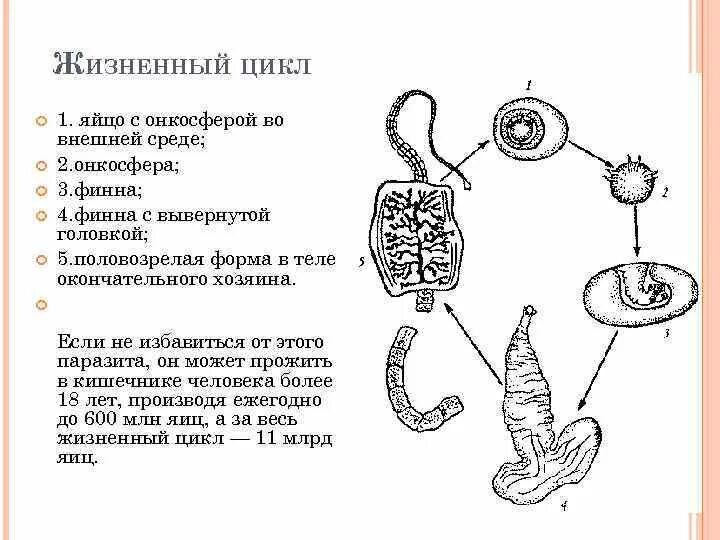 Ленточные жизненный цикл. Стадии жизненного цикла свиного цепня. Свиной цепень жизненный цикл Taenia solium. Жизненный цикл развития свиного цепня. Бычий и свиной цепень жизненный цикл.