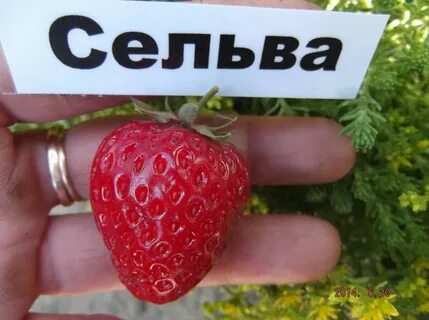 Клубника сельва