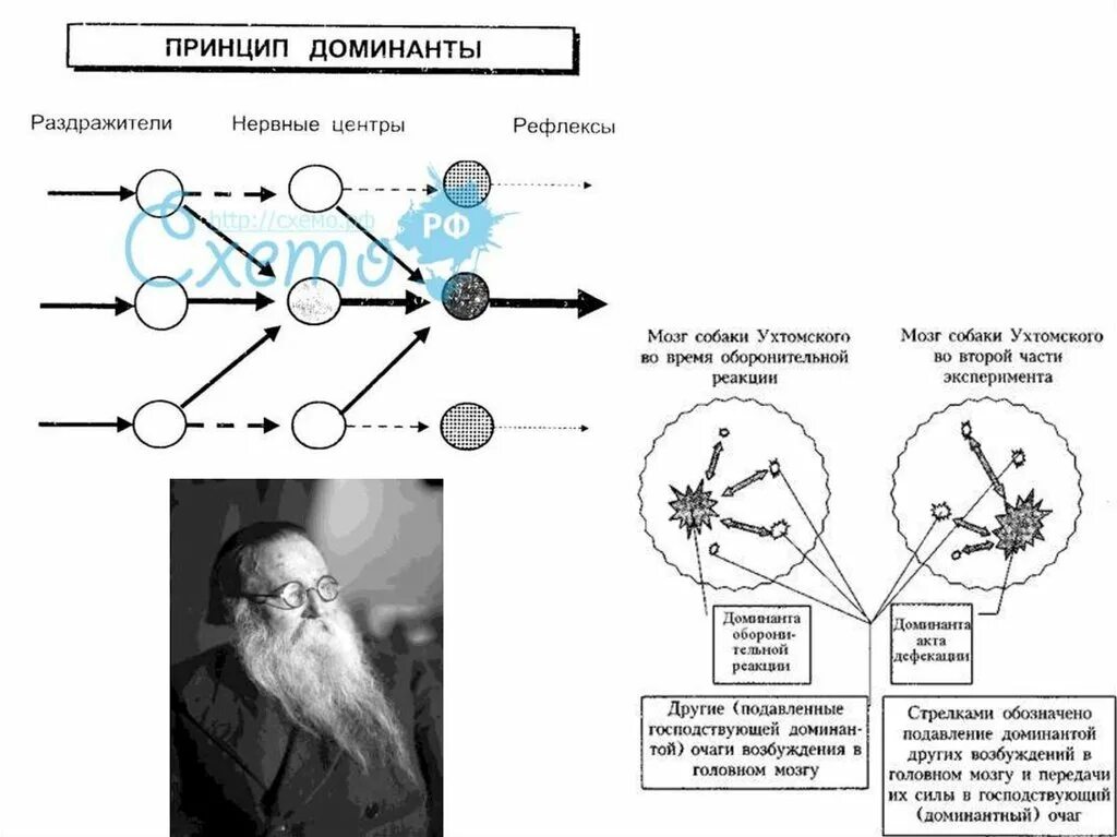 Учение о доминанте Ухтомского. Доминанта Ухтомский схема. Принцип Доминанты Ухтомского физиология. Доминанта работа