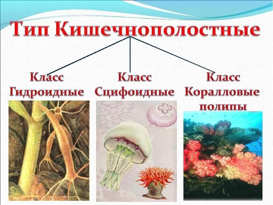 Сообщение многообразие кишечнополостных и их значение. Кишечнополостные 7 класс биология. представители кишечнополостных 7 класс биология. многообразие кишечнополостных 7 класс биология. тип кишечнополостные 7 класс биология.