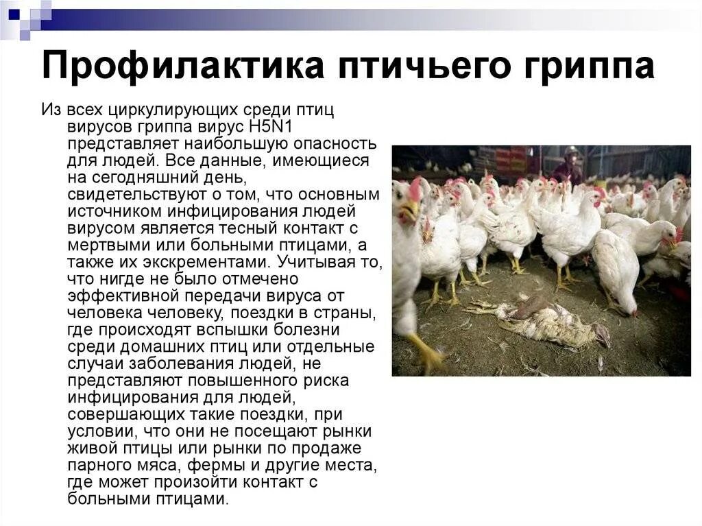 Как проявляется птичий