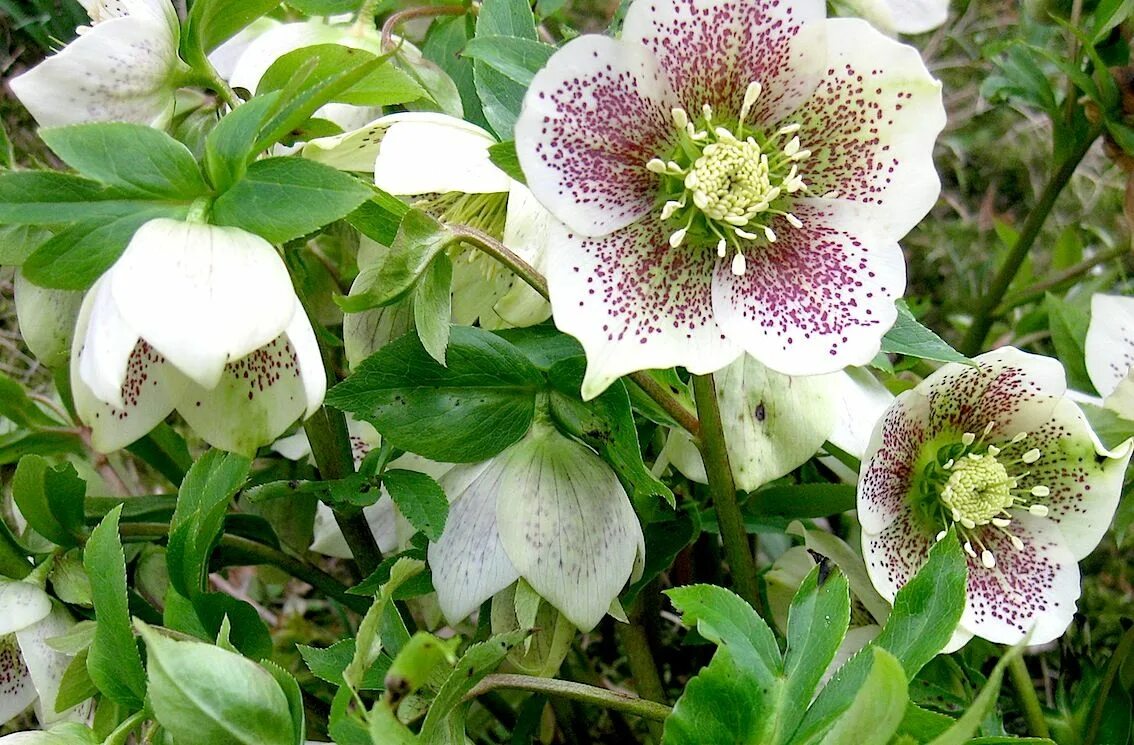 Морозник авито. Морозник (геллеборус, helleborus). orientalis ’tricastin’ морозник. морозник восточный трикастин. морозник восточный (helleborus orientalis).
